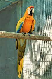 Camelot Macaw