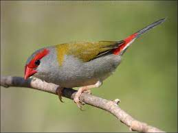 red bowed finch