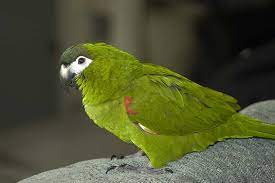 Hahn's macaw